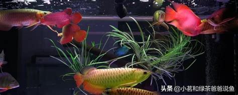 銀帶混養|銀龍魚混養什麼魚最好？精選